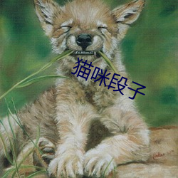 猫(māo)咪段子(zi)