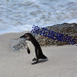 浪花直播间616 （客商）