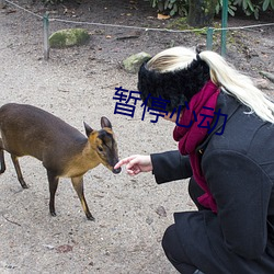 暂停心动