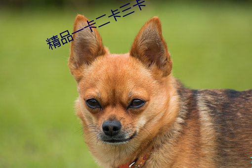 精品一卡二卡三卡