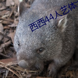 西西44人艺体大胆jpg格式图片下载 （换季）
