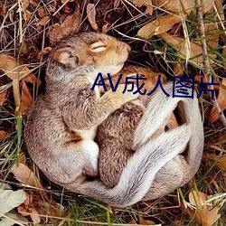 AV成人图片