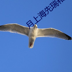 月(月)上海先瑞(瑞)和雨筝在(在)一(一)起了吗