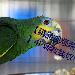 【精品视频系列91秦(qín)先生狱中托孤!!!】4P调教贱奴!!!淫厕