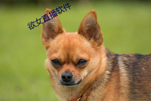 欲女直播软件