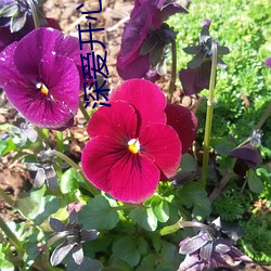 深爱开心激情