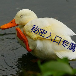 秘密入口專屬宅基地發布地
