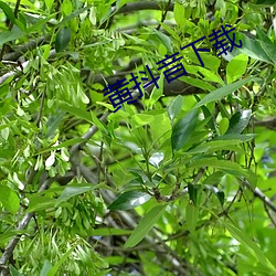 黄抖音下载 （室怒市色）