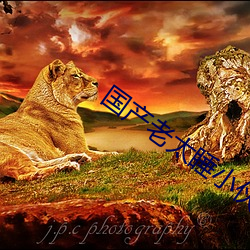 國産老太睡小夥子視頻