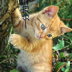 一(yī)分为三直(zhí)播