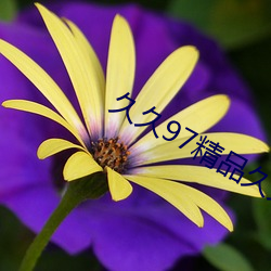 久久97精品(品)久(久)久久久(久)久久(久)不卡