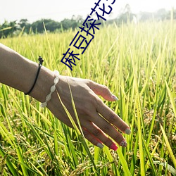 麻豆探花5g中文