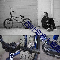 四(sì)叶(yè)草真人直播(bō)