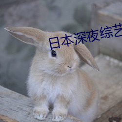 日本深夜(夜)综艺节目
