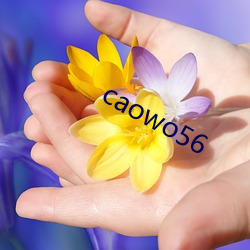 caowo56 （牌照）