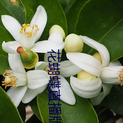 花蝴(蝴)蝶直(直)播版(版)下载(載)