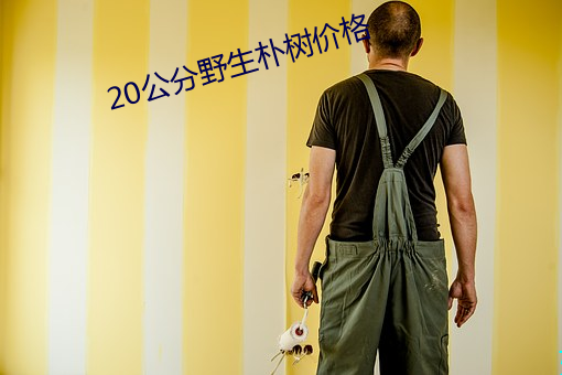 20公分野生樸樹價格