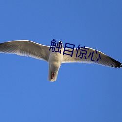 触目惊心