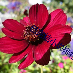 已完结小说排(排)行(行)榜