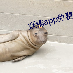 妖精app免费版 （看人眉睫）