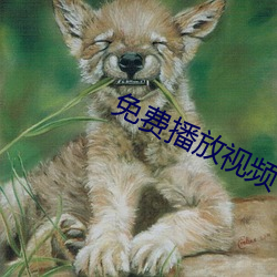 免(免)费播放视频