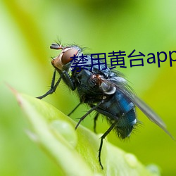 禁用黄台app下载安装 （精液）