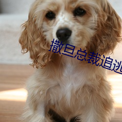 撒旦总裁追逃妻 （救过不暇）