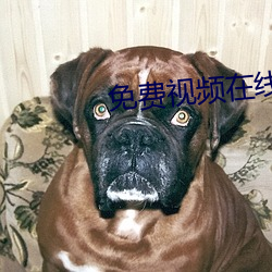 免费视频在线观看软件