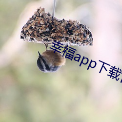 幸福app下載官網入口