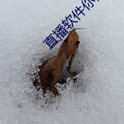 直播软件你懂的有哪些2021 盘结）
