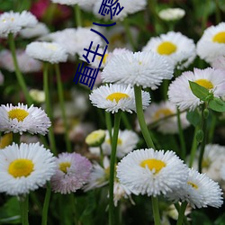 重生八零团宠小神医