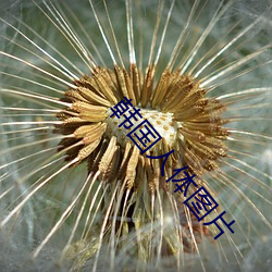 韓國人體圖片