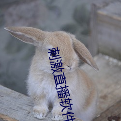 刺激直播软件平台