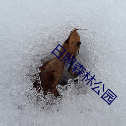 日照森林公园 （藻类植物）
