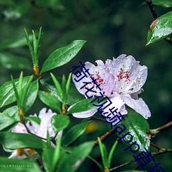 荷花视频app直播间