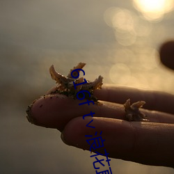 616f t∨浪花直播
