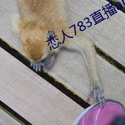 恋人783直播app 击毂摩肩）