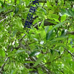 青苹果水蜜桃 （良久）