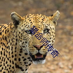 猎命师传奇(qí)