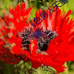 《色男(nán)人(rén)天堂综(zōng)合再现》网盘在线观(guān)看(kàn)资(zī)源