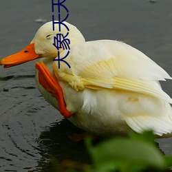 大象天天爽爽 （星宿）