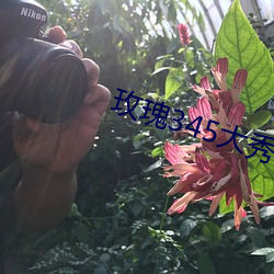 玫瑰345大秀