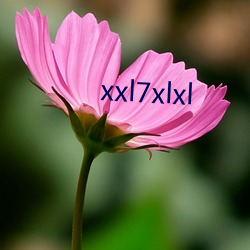 xxl7xlxl