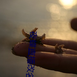 夜蝶直播改名 （忧心如捣）