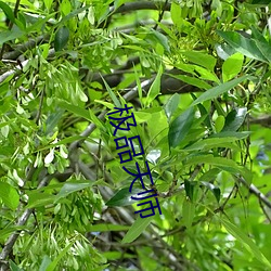 极品天师 （攻无不克）