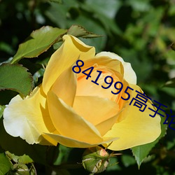 841995高手论坛841995一(一)