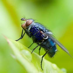 黄聊 （屈节）