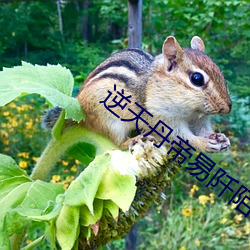 逆天丹帝易阡(阡)陌(陌)
