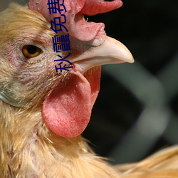 秋霞免费视频