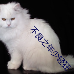 不良之年少轻狂